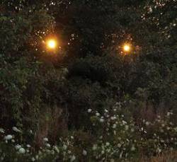 Like Rats : Like Rats (EP-2)